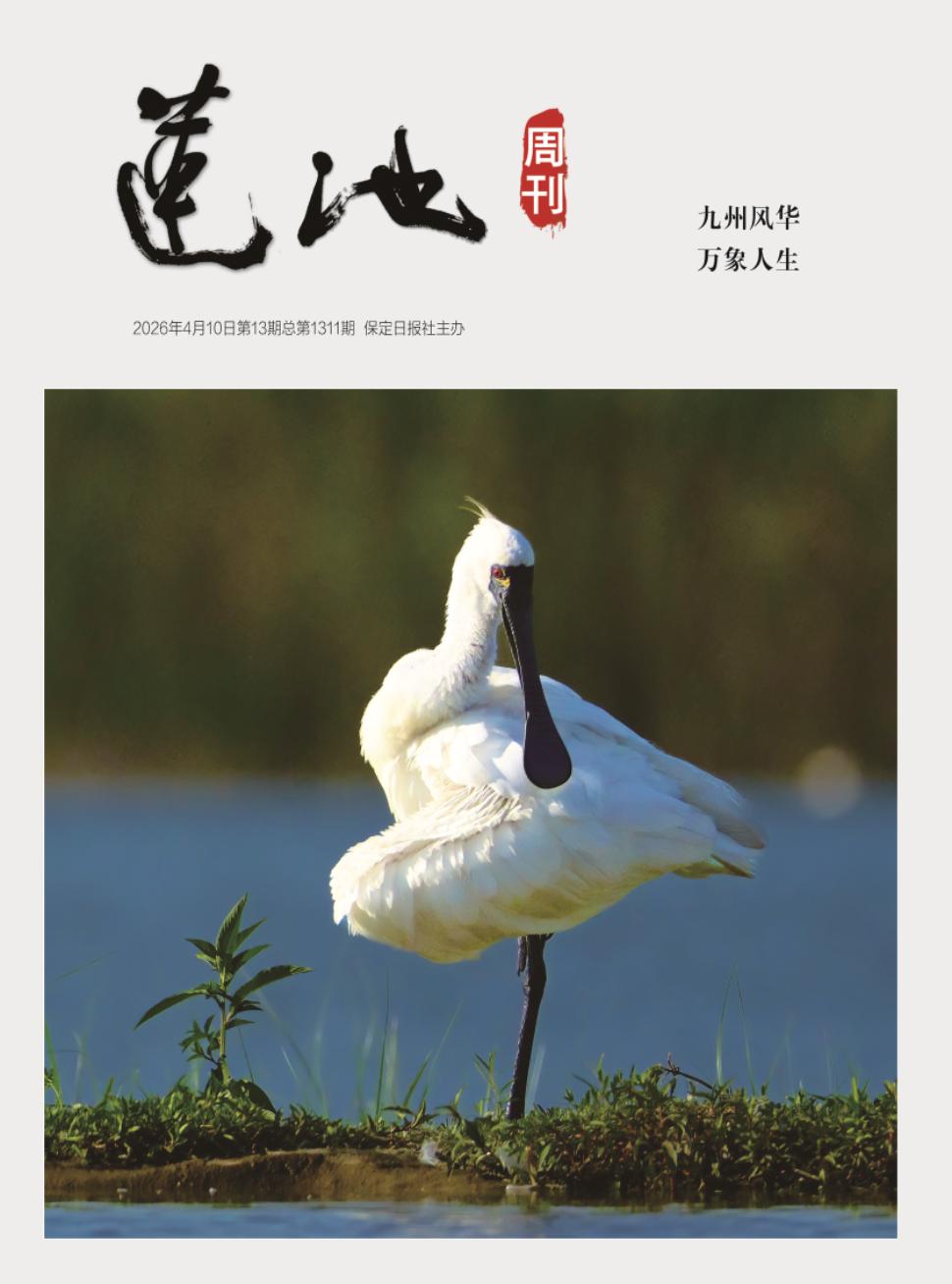 莲池周刊